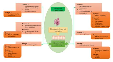 metei prada chierico|The Impact of Plant Phytochemicals on the Gut Microbiota of .